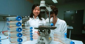 Westmead-LEUKAEMIA-LAB-300x154