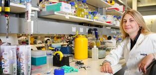 70% of cancer patients have new hope through WEHI discovery