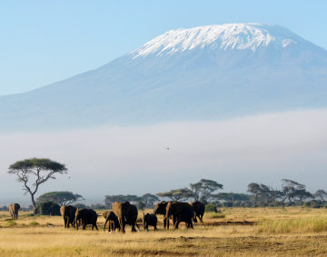 Conquering Mt Kilimanjaro for cancer research