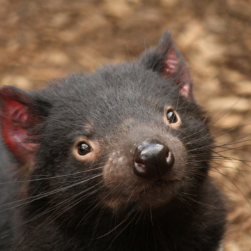 Tassie Devils Hold Clue for How Human Cancers Evade the Immune System