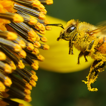 Cancer Researcher Inspired by Nature to Kill Cancer