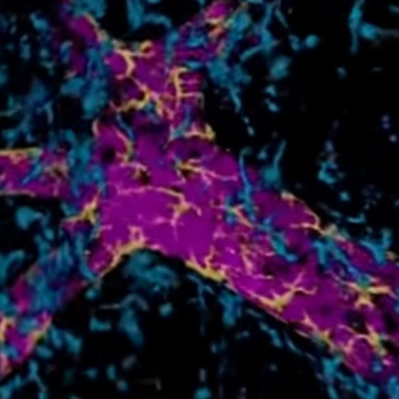 Microscopic behaviour of developing breast cells uncovered