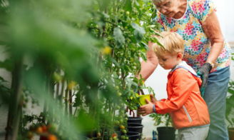 Young child and elderly person picking tomatoes.